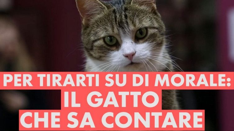 Giornata no? Questo gatto ti tirerà su di morale #vitebestiali