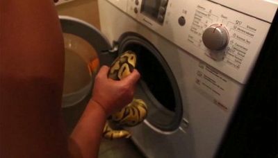 Dalla lavatrice spunta un serpente #vitebestiali
