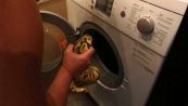 Dalla lavatrice spunta un serpente #vitebestiali
