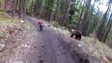 Paura tra i boschi: l'orso dà la caccia ai ciclisti
