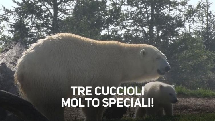 Tre nuovi arrivati nello zoo di Columbus in Ohio #vitebestiali