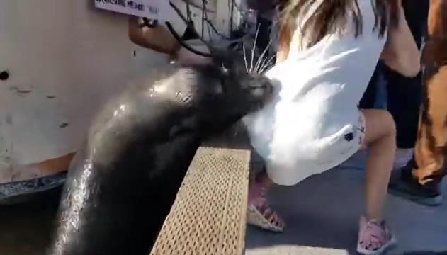 Paura sul molo: leone marino trascina bambina in acqua