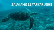 Meraviglia: a Bali le tartarughe marine tornano libere