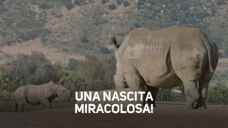 Mamme di rinoceronte, non è mai troppo tardi! #storie