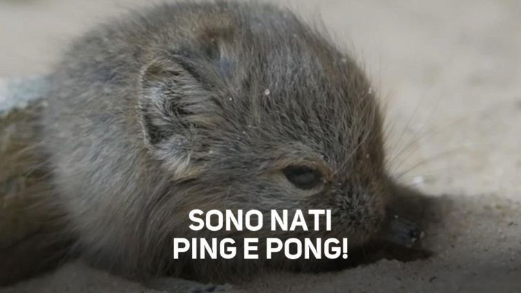 Elefanti mignon? Non esattamente... #vitebestiali