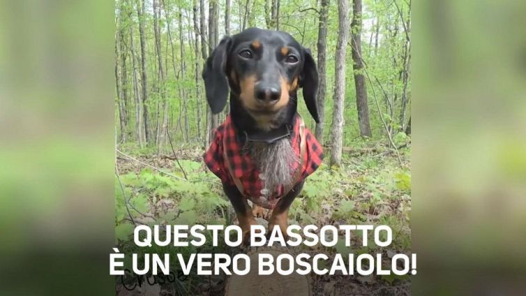 Il cane taglialegna che aiuta i bassotti malati #storie