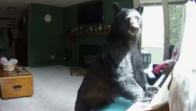 Ladri in casa? No, è tutta colpa dell'orso pianista