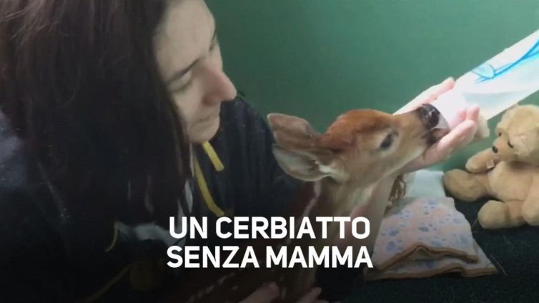 Il cerbiatto ha perso la madre ma ha trovato una casa