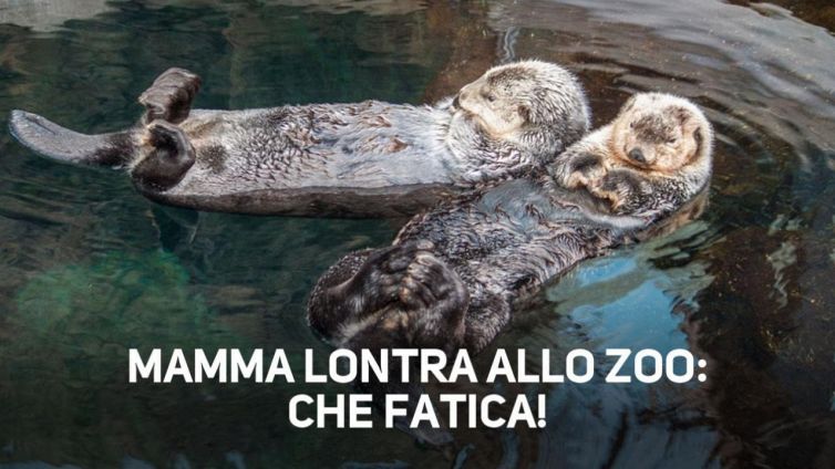 Che spasso i cuccioli di lontra!