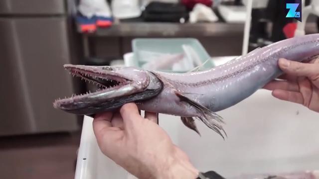 Il pesce più brutto (e terrificante) del mondo