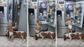 Il bimbo e il cane alleati per saccheggiare il frigorifero