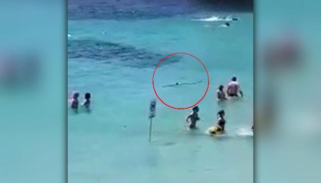 Brivido al mare: squalo tra i bagnanti