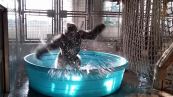 Ecco Zola, il gorilla che balla la breakdance in acqua