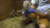 I cuccioli di ghepardo nati allo zoo di Praga