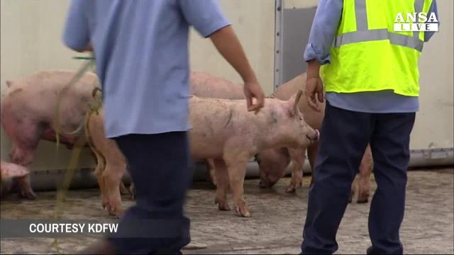 Maiali in autostrada dopo incidente