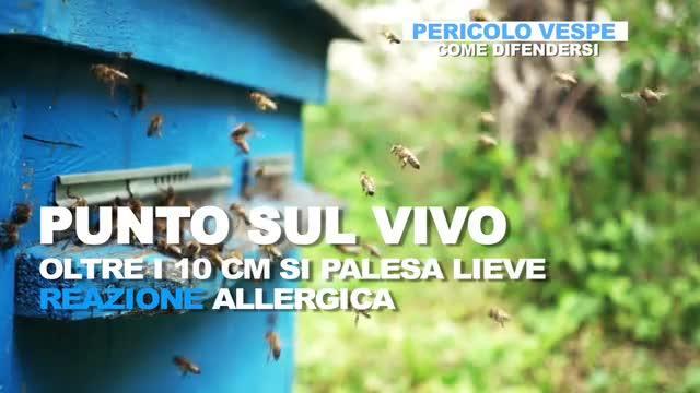 Punture di api, vespe e calabroni: i rischi per la salute