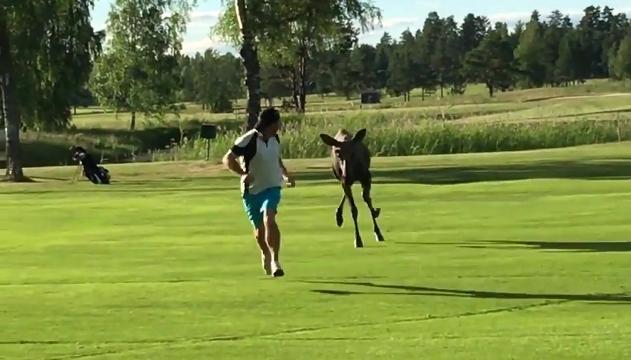 L'alce non gradisce il golf: scatta l'inseguimento