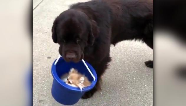 Amici per il pelo: cane porta a spasso l'amico nel secchio