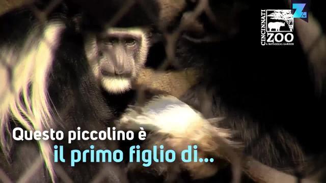 Una scimmietta paurosa: esce solo con la mamma!