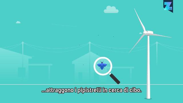 Pipistrelli contro pale eoliche: chi scegliere?