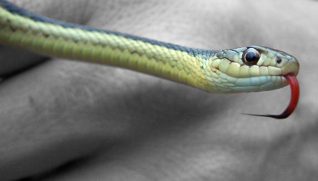 Le cose che non devi mai fare se ti morde un serpente