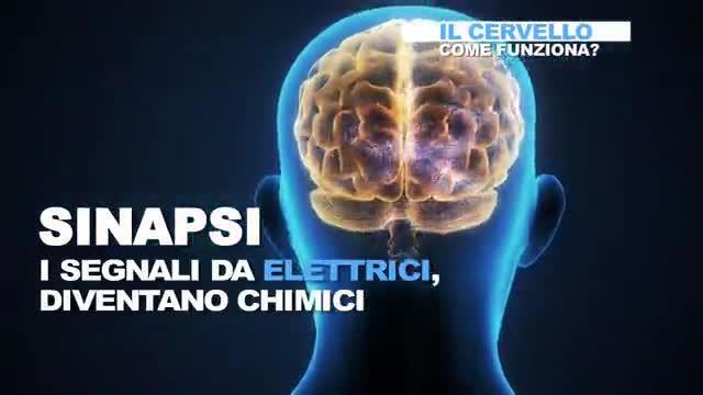 Come funziona il cervello