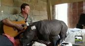 Africa, il volontario suona la ninna nanna al baby rinoceronte