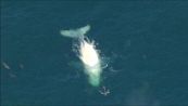 Il ritorno di Migaloo, la balena bianca #vitebestiali