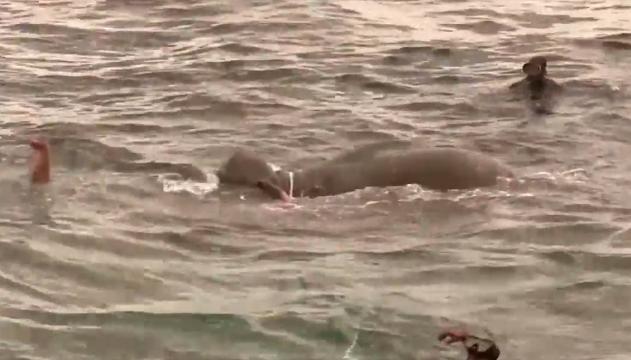L'elefante finisce in mare, arriva la Marina