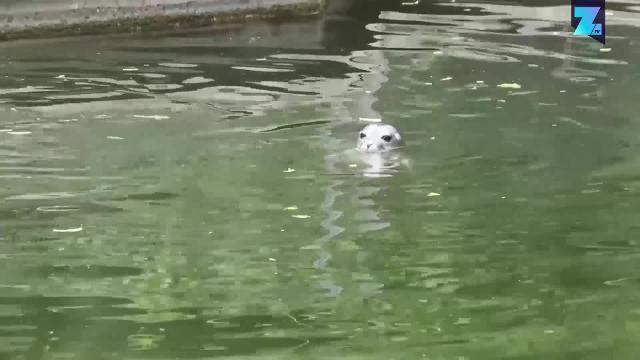 Fenja, secondo nato allo Zoo di Osnabrück
