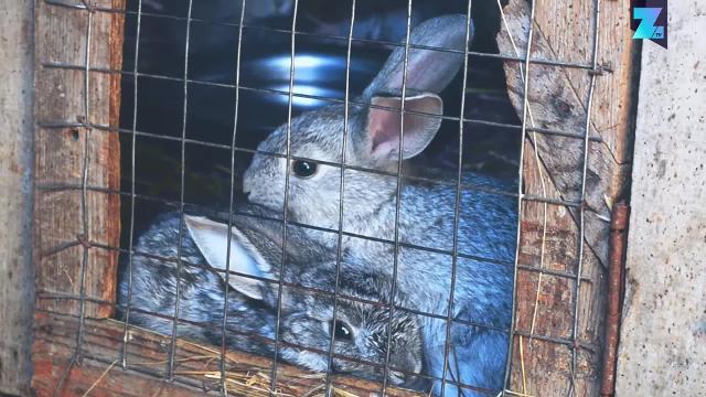 Quando i volontari fanno il miracolo