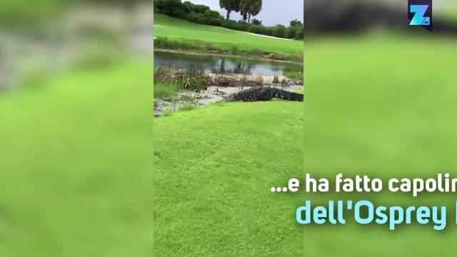 Golf col coccodrillo? Se vuoi provare, vai in Florida