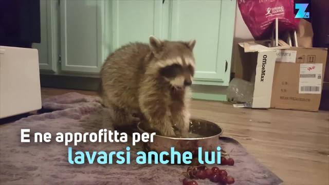 Un orsetto lavatore che fa onore al proprio nome