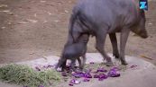 Mamma e cucciolo di babirussa: ma cos'è?
