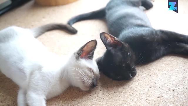 Quanto sono dolci questi due gattini giapponesi?