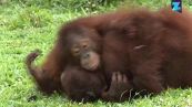 Abbracci tra oranghi: uno spettacolo!