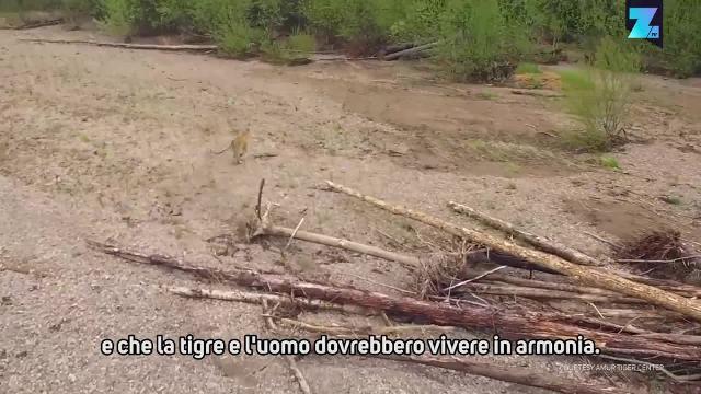 Tigre e uomo: un rapporto (in)possibile