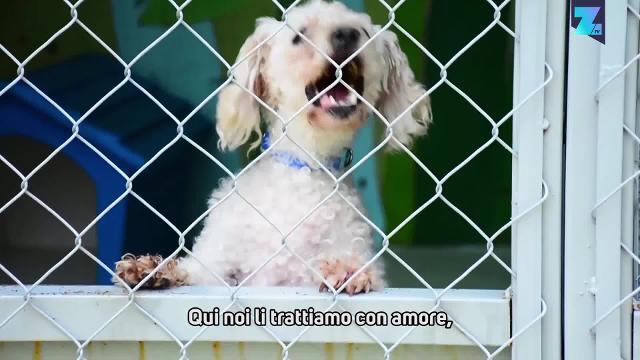 Cani in metropolitana: in Messico c'è una bella novità