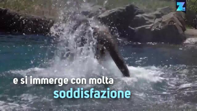 Amanti degli animali, ecco l'estate dell'Oregon Zoo