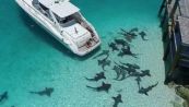 Bahamas fuori dalla casa c'è un branco di squali che nuota