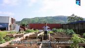 La soluzione per l'agricoltura urbana in Africa