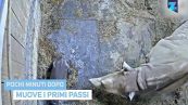 Un cucciolo da 9 quintali: ecco il 'piccolino'