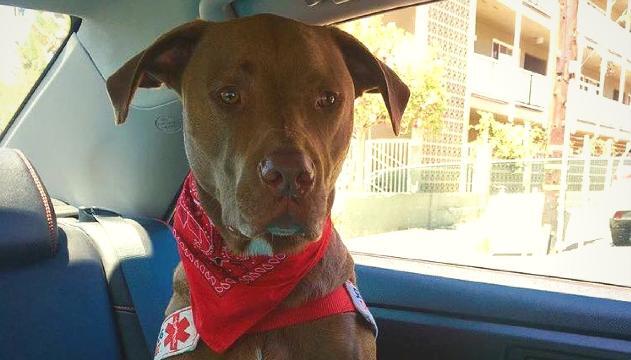 La storia di Colt il cane che soccorre la padrona epilettica