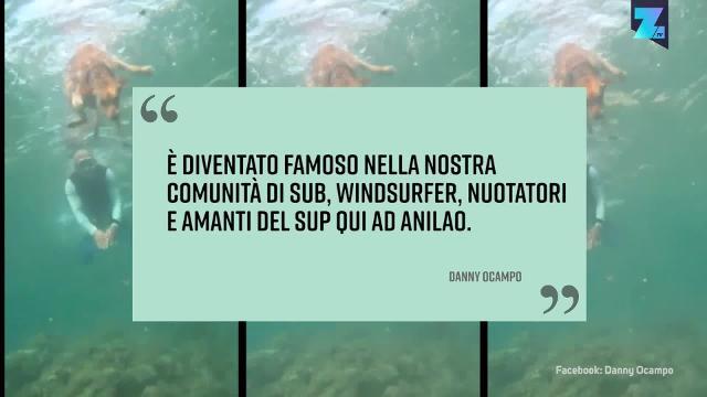 Sheldon, anche i cani sub vanno in paradiso
