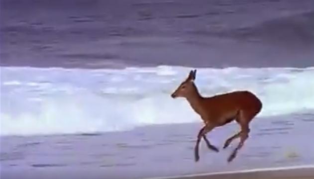 Maremma, il capriolo raggiunge la spiaggia e gioca fra le onde