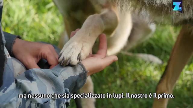 Attenti al lupo cattivo! Ma c'è chi non la pensa così