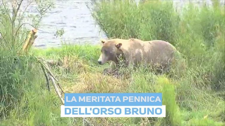 L'orso è come noi: dopo mangiato...