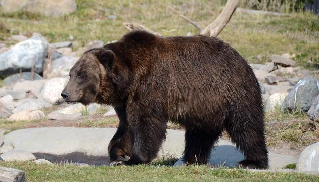 Abruzzo, l'orso corre fra la folla durante la festa