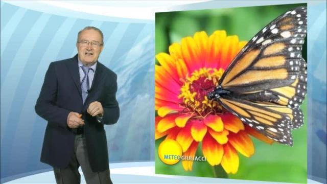 Previsioni sbagliate per colpa delle… farfalle!