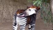 Giraffa o zebra? Ecco l'okapi!